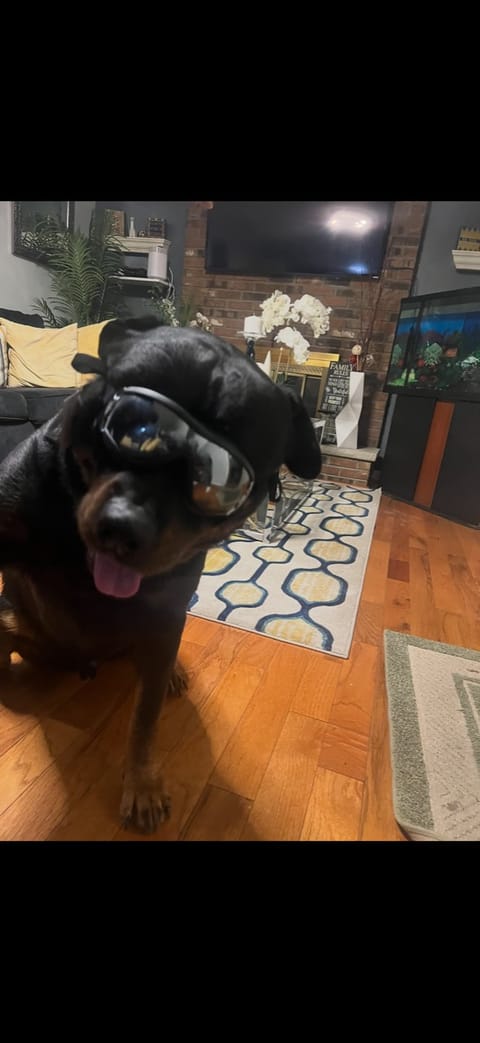 Tyson, the blind Rottweiler who inspired Likkle Friends, wearing his protective shades